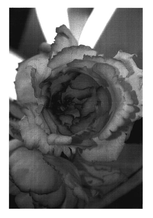 Figure 1 of US plant patent PP17397, the photograph of Meivility printed in the patent.