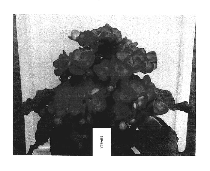Figure 1 of US plant patent PP17398, the photograph of Bbpaola printed in the patent.