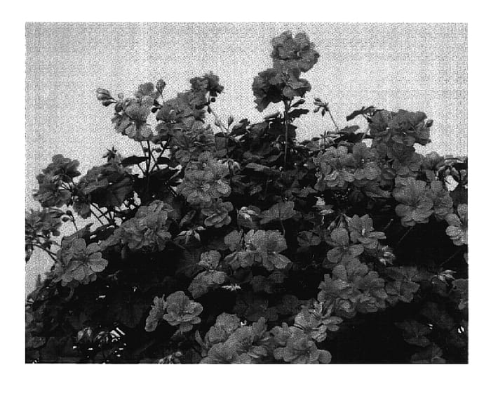 Figure 1 of US plant patent PP17399, the photograph of Paclit printed in the patent.