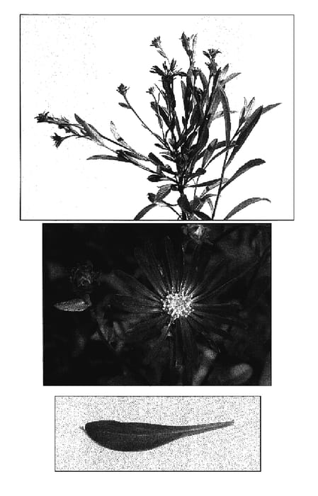 Figure 1 of US plant patent PP17400, the photograph of Oudshoorn 1 printed in the patent.