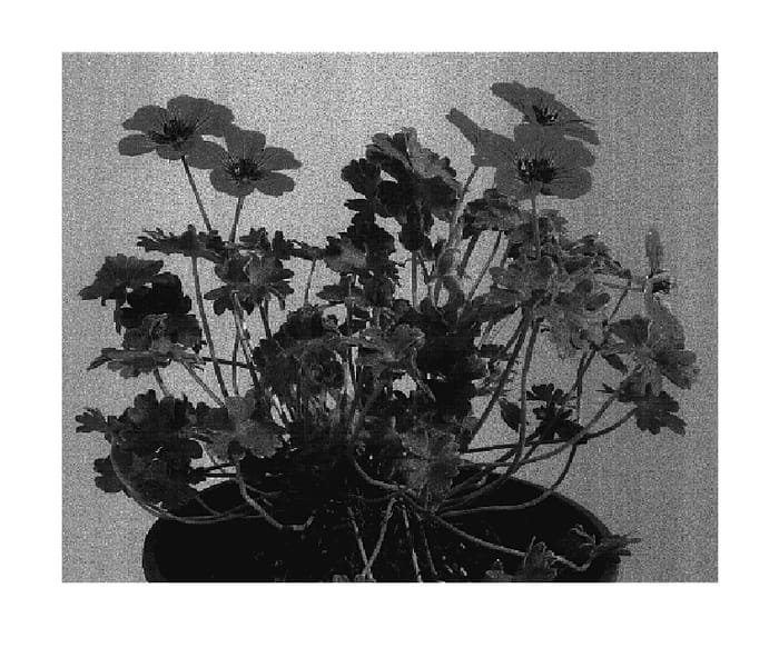 Figure 1 of US plant patent PP17401, the photograph of Sateene printed in the patent.