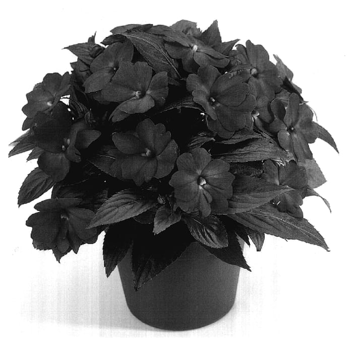 Figure 1 of US plant patent PP17402, the photograph of KORspunty printed in the patent.