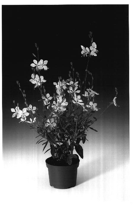 Figure 1 of US plant patent PP17403, the photograph of Gaudwwhi printed in the patent.