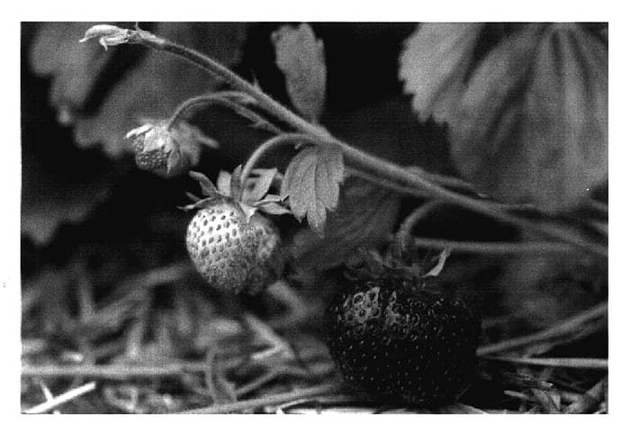 Figure 1 of US plant patent PP17404, the photograph of MNUS 138 printed in the patent.
