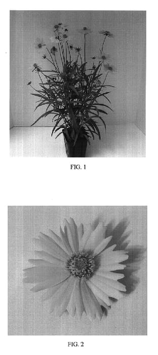 Figure 1 of US plant patent PP17405, the photograph of Balcorsunay printed in the patent.
