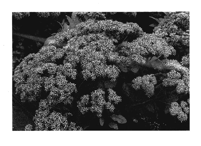 Figure 1 of US plant patent PP17406, the photograph of Cloud Walker printed in the patent.