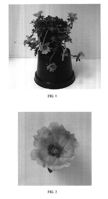Figure 1 of US plant patent PP17407, the photograph of Balrioapt printed in the patent.