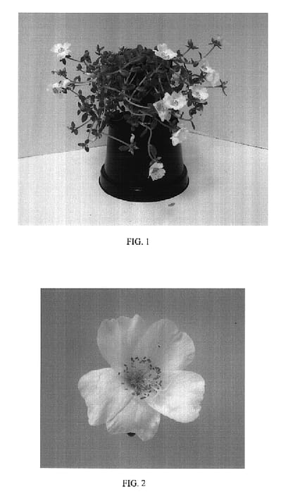 Figure 1 of US plant patent PP17408, the photograph of Balriowite printed in the patent.