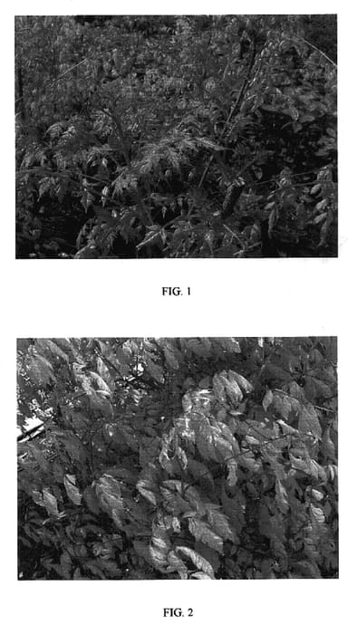 Figure 1 of US plant patent PP17409, the photograph of CORAL SUN printed in the patent.