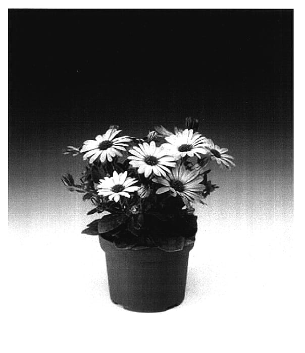 Figure 1 of US plant patent PP17410, the photograph of Osjamlipur printed in the patent.