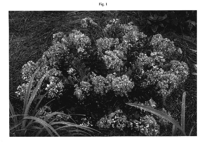 Figure 1 of US plant patent PP17411, the photograph of Gamad V printed in the patent.