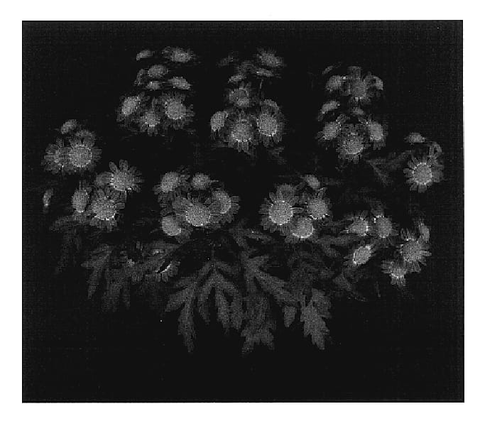 Figure 1 of US plant patent PP17412, the photograph of Yomistique printed in the patent.