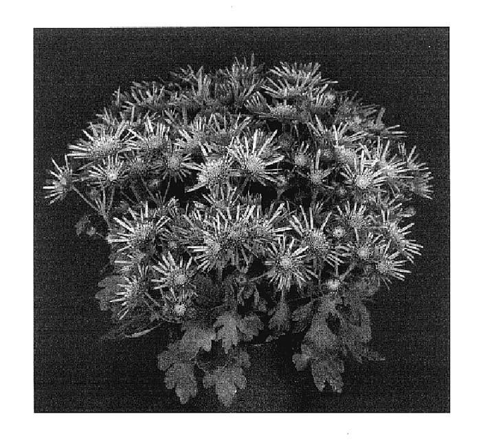 Figure 1 of US plant patent PP17413, the photograph of Yobaldwin printed in the patent.