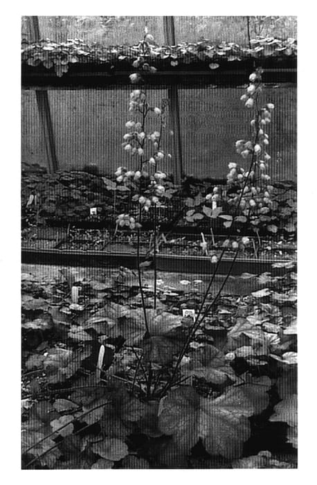 Figure 1 of US plant patent PP17414, the photograph of Rose Majesty printed in the patent.