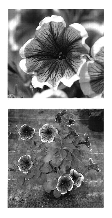 Figure 1 of US plant patent PP17415, the photograph of Wespecamaria printed in the patent.
