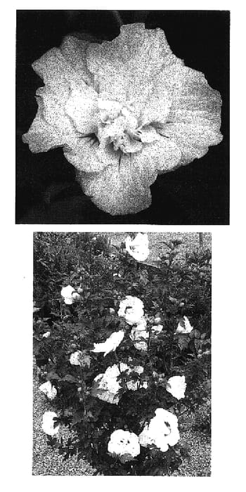 Figure 1 of US plant patent PP17416, the photograph of Bricutts printed in the patent.