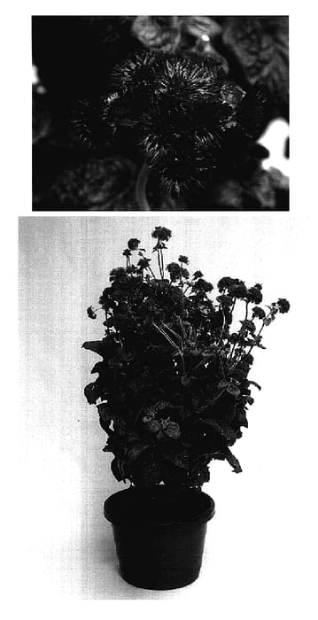 Figure 1 of US plant patent PP17417, the photograph of Sage85015 printed in the patent.