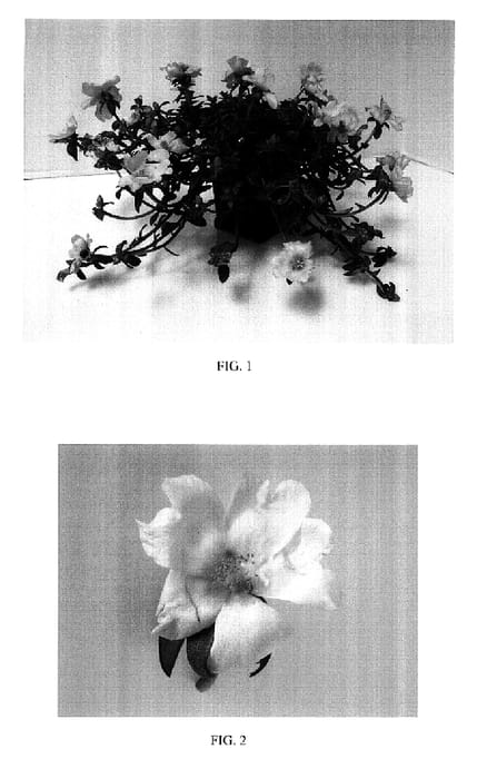 Figure 1 of US plant patent PP17418, the photograph of Balrioyel printed in the patent.