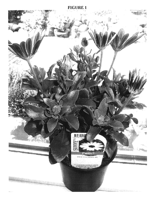 Figure 1 of US plant patent PP17419, the photograph of Sunny Felix printed in the patent.