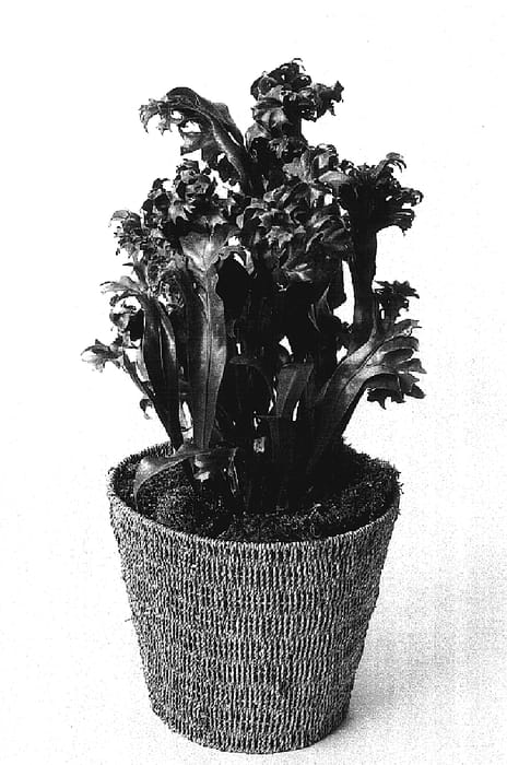 Figure 1 of US plant patent PP17420, the photograph of VP005 printed in the patent.