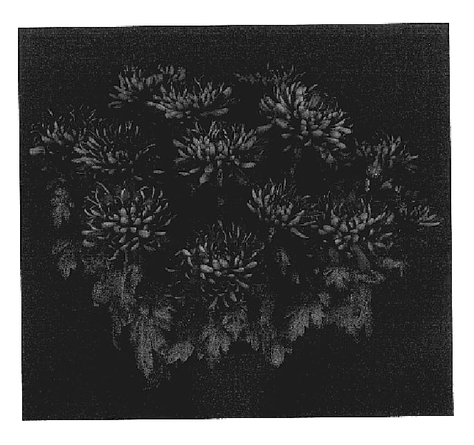 Figure 1 of US plant patent PP17421, the photograph of Yopatagonia printed in the patent.
