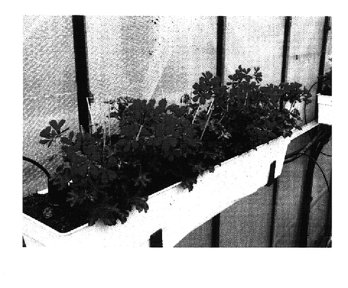 Figure 1 of US plant patent PP17422, the photograph of Wesvilsu printed in the patent.