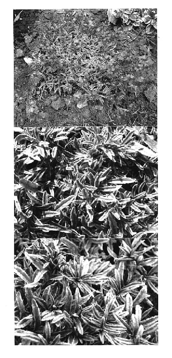Figure 1 of US plant patent PP17423, the photograph of Verbrig printed in the patent.