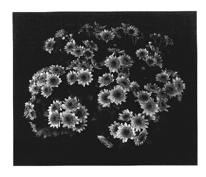 Figure 1 of US plant patent PP17424, the photograph of Yokey Largo printed in the patent.