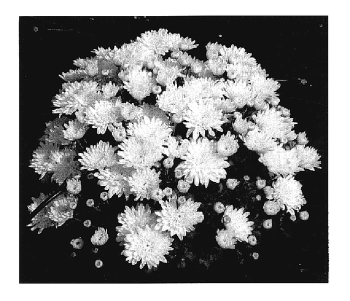 Figure 1 of US plant patent PP17425, the photograph of Yotiffany printed in the patent.