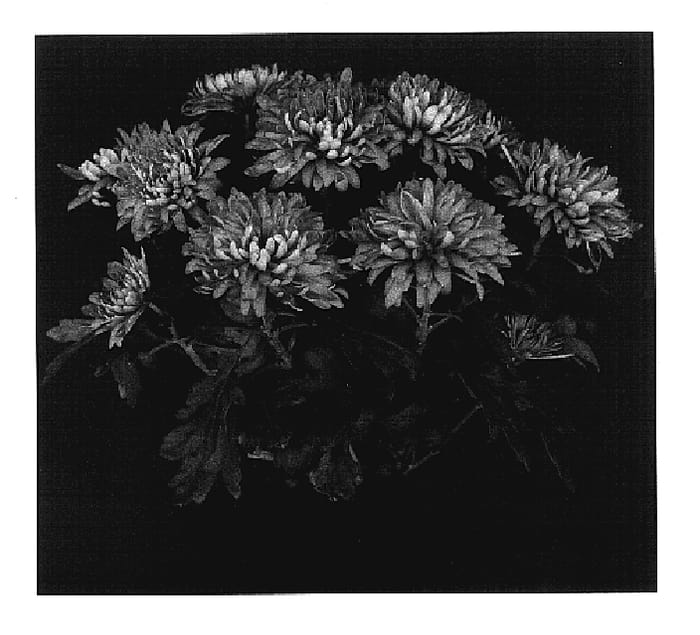 Figure 1 of US plant patent PP17426, the photograph of Yovineland printed in the patent.