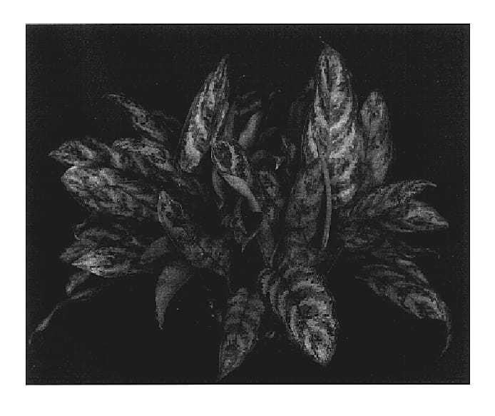 Figure 1 of US plant patent PP17427, the photograph of Indo-Princess printed in the patent.