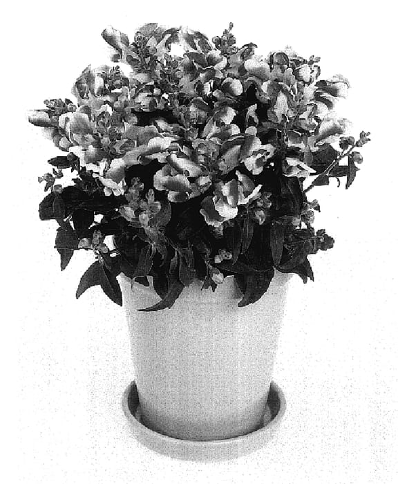 Figure 1 of US plant patent PP17428, the photograph of Amalia Duo Pink printed in the patent.