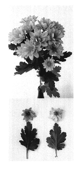 Figure 1 of US plant patent PP17429, the photograph of Leon printed in the patent.