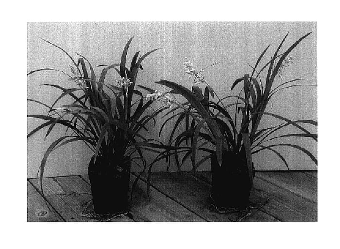 Figure 1 of US plant patent PP17430, the photograph of HOCF printed in the patent.