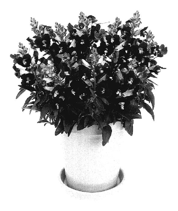 Figure 1 of US plant patent PP17431, the photograph of Amalia Dark Red printed in the patent.