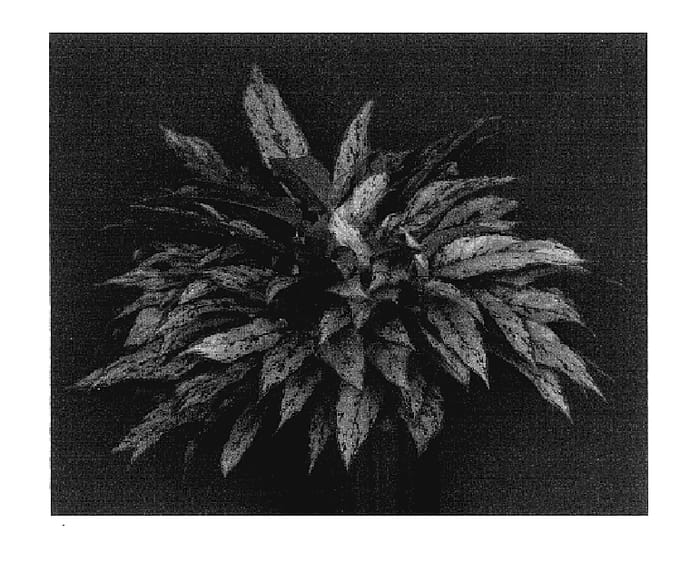 Figure 1 of US plant patent PP17432, the photograph of Indo-Queen printed in the patent.