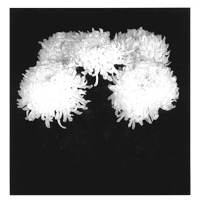 Figure 1 of US plant patent PP17433, the photograph of Yoyukon printed in the patent.