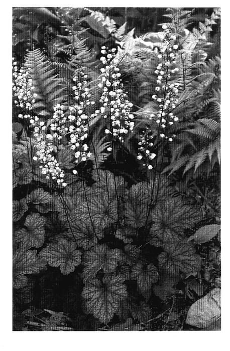 Figure 1 of US plant patent PP17434, the photograph of Moonlight printed in the patent.