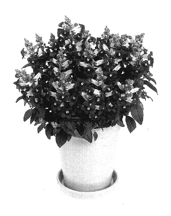 Figure 1 of US plant patent PP17435, the photograph of Amalia Cerise printed in the patent.