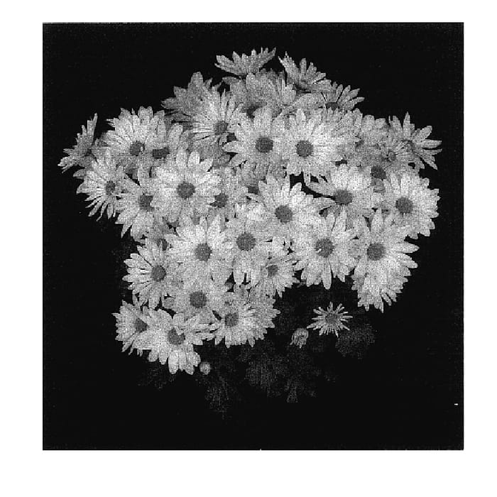 Figure 1 of US plant patent PP17436, the photograph of Yobrighton printed in the patent.