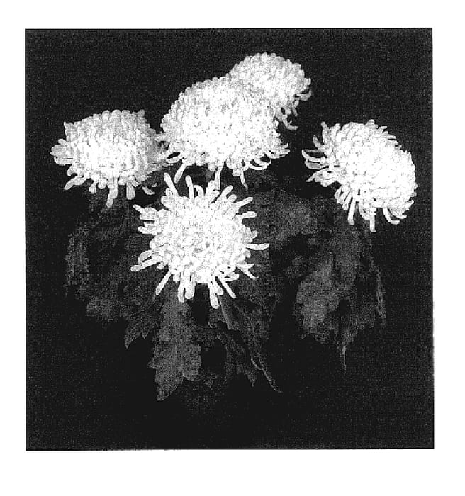 Figure 1 of US plant patent PP17437, the photograph of Yogolden Gate printed in the patent.