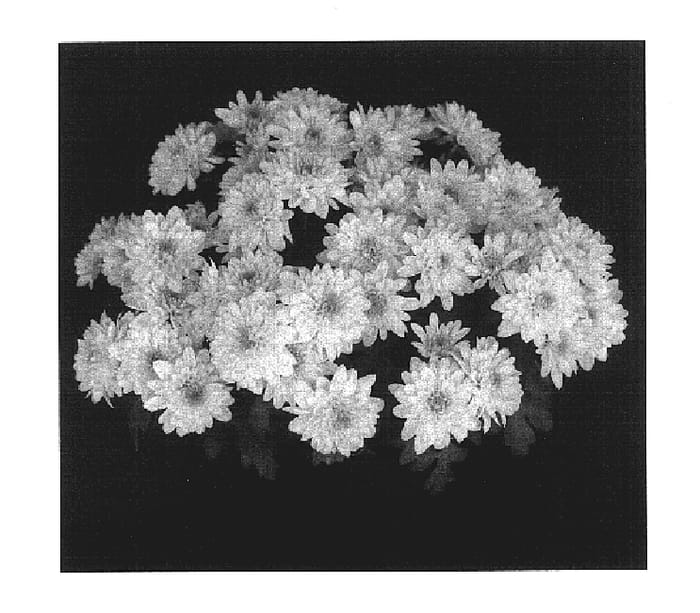 Figure 1 of US plant patent PP17438, the photograph of Dazzling Yonew York printed in the patent.
