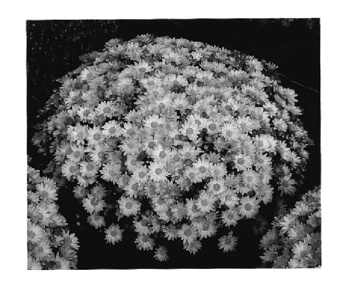 Figure 1 of US plant patent PP17439, the photograph of Yomichelle printed in the patent.