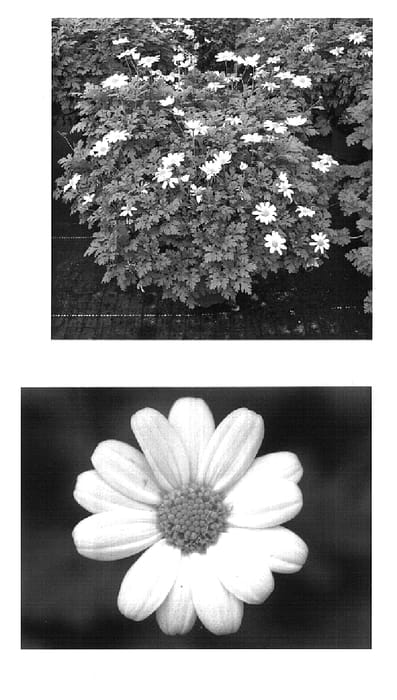 Figure 1 of US plant patent PP17440, the photograph of Wesarwhi printed in the patent.