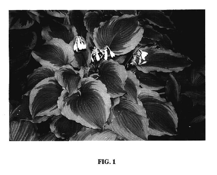 Figure 1 of US plant patent PP17441, the photograph of American Icon printed in the patent.