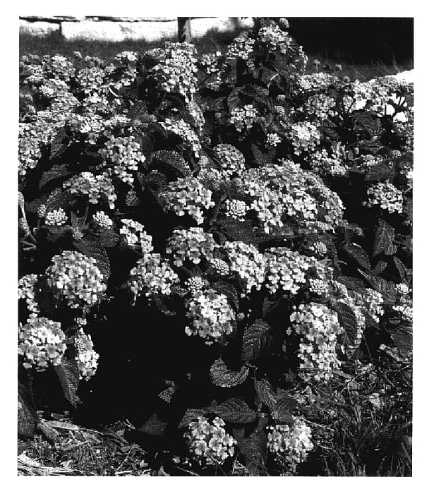 Figure 1 of US plant patent PP17442, the photograph of SUGAR PEARL printed in the patent.