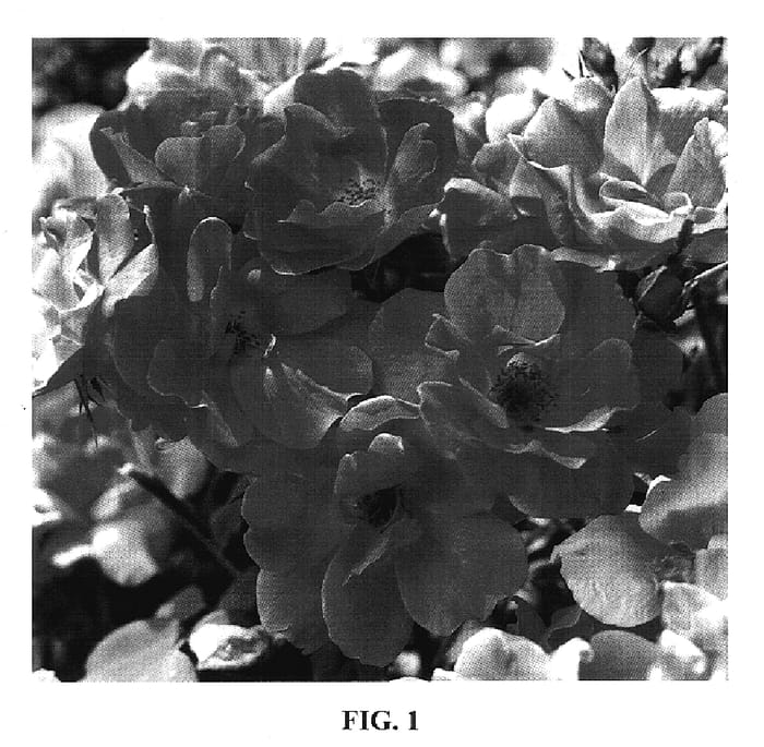 Figure 1 of US plant patent PP17443, the photograph of Meigadraz printed in the patent.