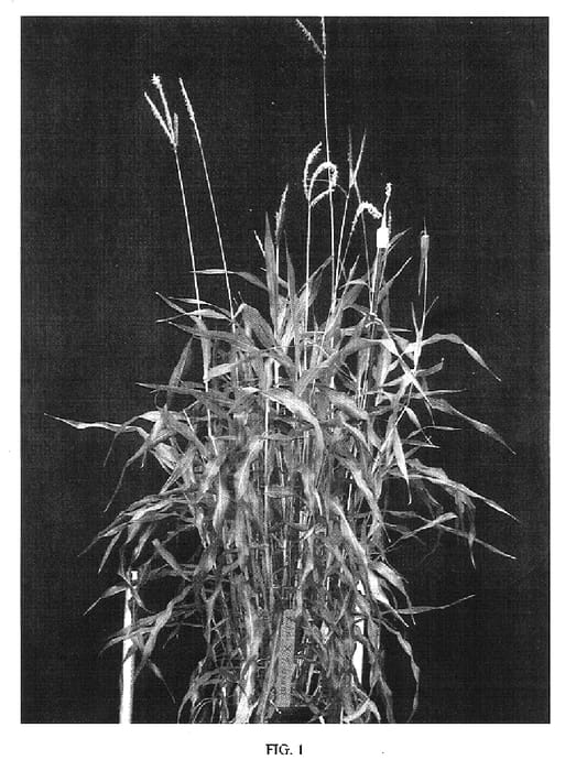 Figure 1 of US plant patent PP17444, the photograph of Venus Express printed in the patent.