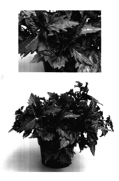 Figure 1 of US plant patent PP17445, the photograph of ScolK1 printed in the patent.