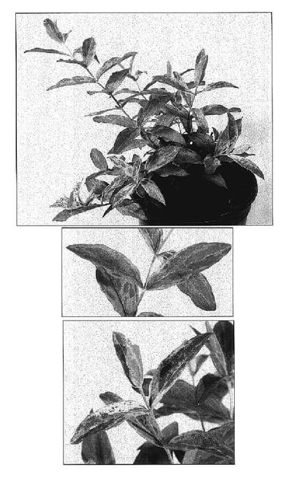 Figure 1 of US plant patent PP17446, the photograph of Autumn Surprise printed in the patent.